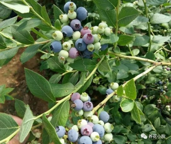 阳台养盆<em>蓝莓树</em>，既<em>能</em>用来观赏，还能吃到自己种出<em>的蓝莓</em>果