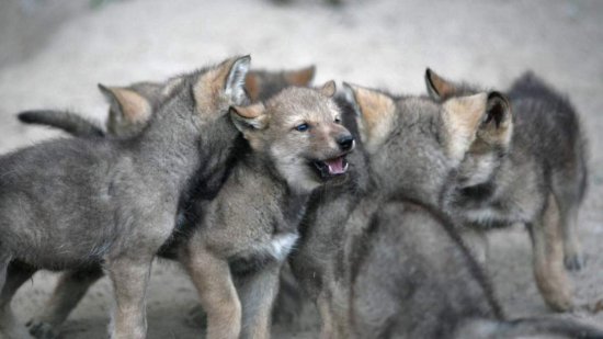 研究发现狼崽子不管怎么养 都不会像你的狗那么友好