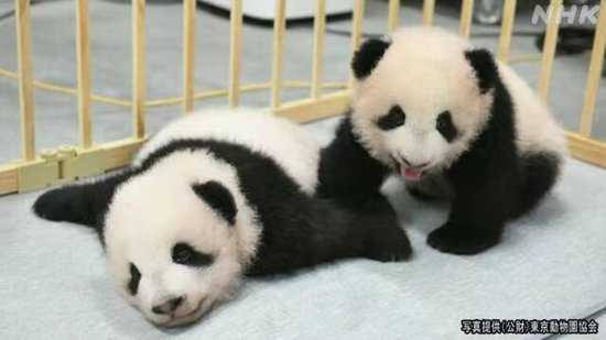 定了！日本上野动物园诞生大熊猫<em>双胞胎名字</em>叫“晓晓”和“蕾蕾...