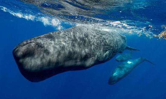 国际最新研究：抹香鲸可创造出复杂的叫声<em> 类似于</em>人类语言