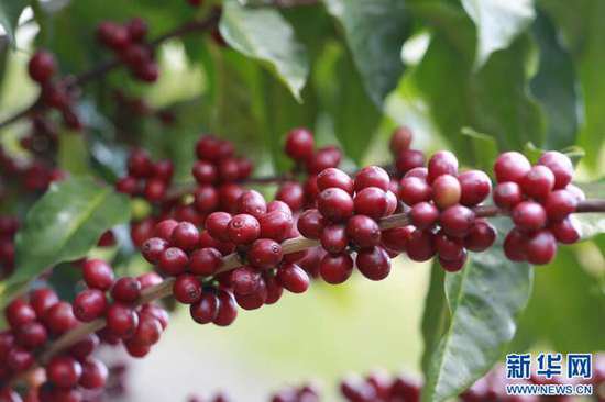 云南<em>保山</em>：“庄园+”新模式推动咖啡产业与农文旅融合发展