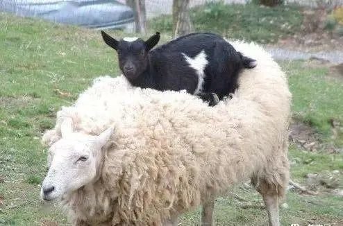关于羊的7个冷知识，让你意想不到！