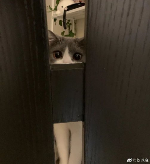 猫：“你的隐私无处藏，谁让<em>我是</em>偷窥狂！”