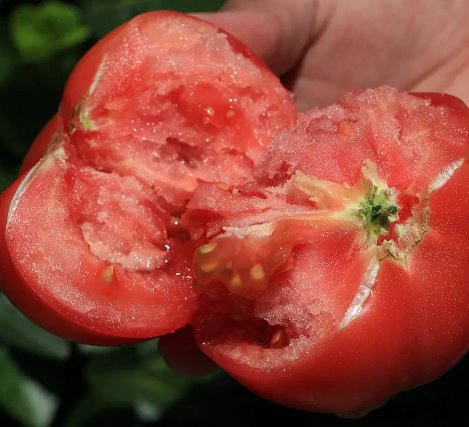 “红极一时”的沙瓤西红柿，为何后来销声匿迹？它有哪些<em>缺点</em>？