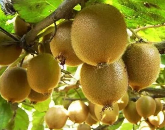 国内流行<em>的猕猴桃品种</em>特性，你看好哪个？