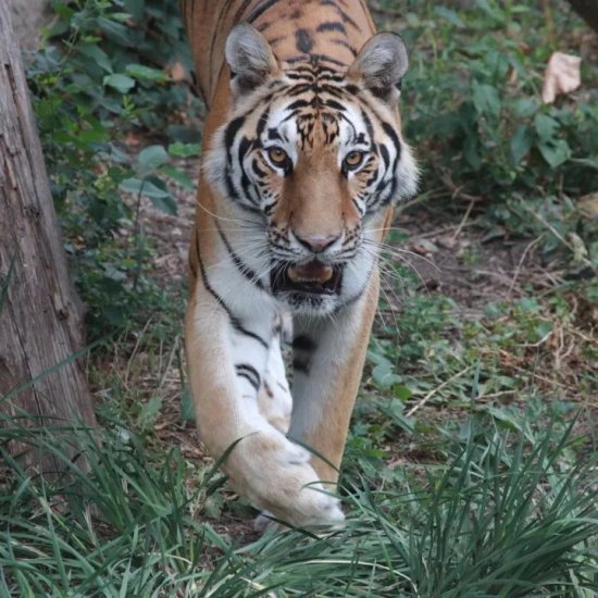 开讲丨我在北京动物园养老虎