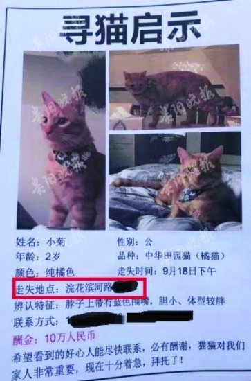 “10万元寻猫”信息 搅扰川黔两地