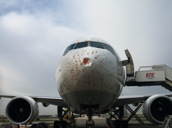 视频：土耳其航空遭遇“<em>愤怒的小鸟</em>” 机头雷达罩受损