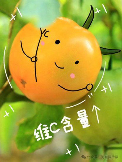 <em>今天</em>，五原县的黄柿子有些话想和大家说→