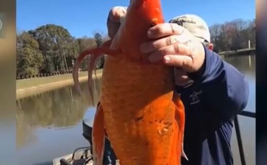 美国湖泊发现巨型金鱼 是普通金鱼15倍