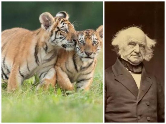 老虎、黑熊、鳄鱼当宠物？美国200多年46位总统，谁养宠物更...