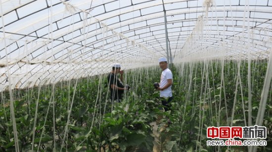 中国<em>开发推广</em>土壤改良技术 果蔬作物产量将提高10-30%