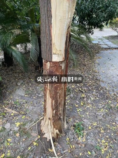 活生生被“扒了皮”！杭州一社区怒<em>贴告示</em>：极其恶劣，谁干的？