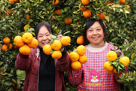 眉山仁寿：丑橘丰收富果农