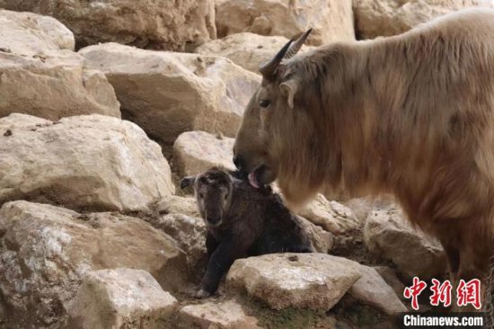 杭州野生动物世界迎来牛年首只国宝金毛羚牛