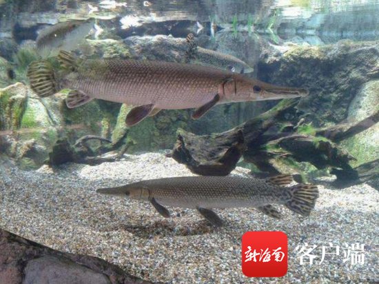 海南省食安办发布鳄雀鳝安全提示：不宜食用且其卵有剧毒