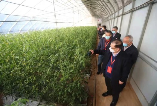 河南（汝南）优质番茄产业发展观摩研讨会召开
