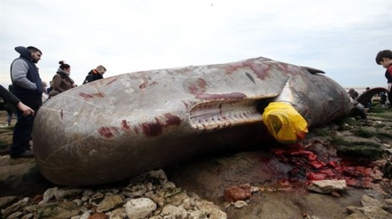 <em>满身伤痕</em>！英巨鲸海边搁浅死亡 长13米重30吨