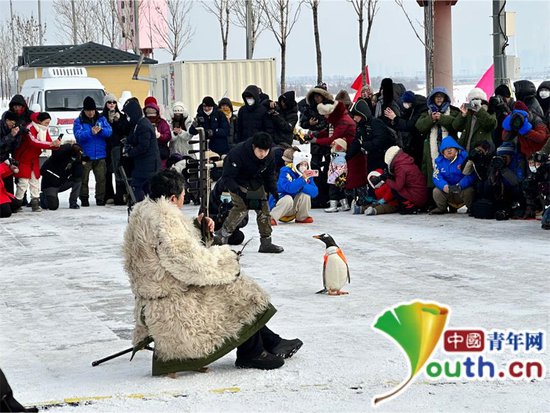 哈尔滨新区：“淘学企鹅”打卡本鹅新晋雪雕