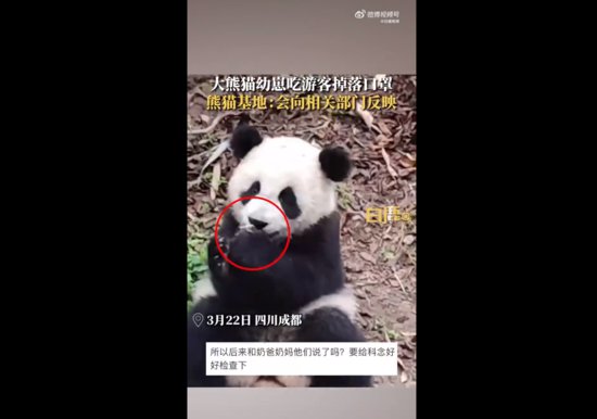 大熊猫幼崽吃<em>游客掉落</em>口罩，熊猫基地：会向相关部门反映