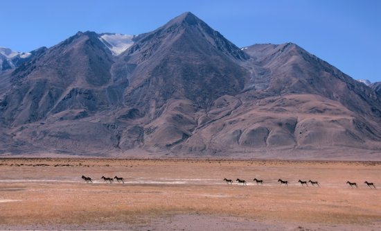 西藏阿里偶遇“<em>一字型</em>”队列藏野驴