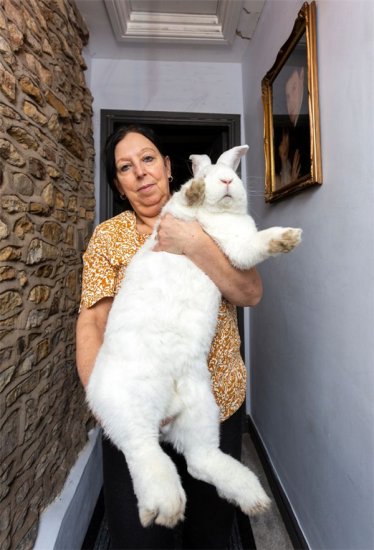 女子养巨型兔子重达9公斤 希望培养成动物模特