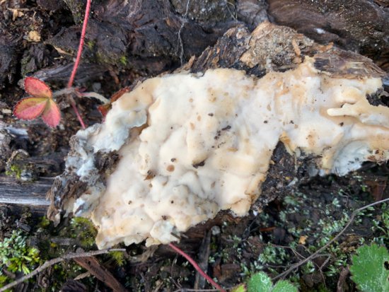 门头沟区发现大型真菌新物种，长这样