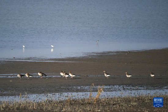 走进武汉沉湖国际重要湿地：候鸟<em>栖息的</em>乐园