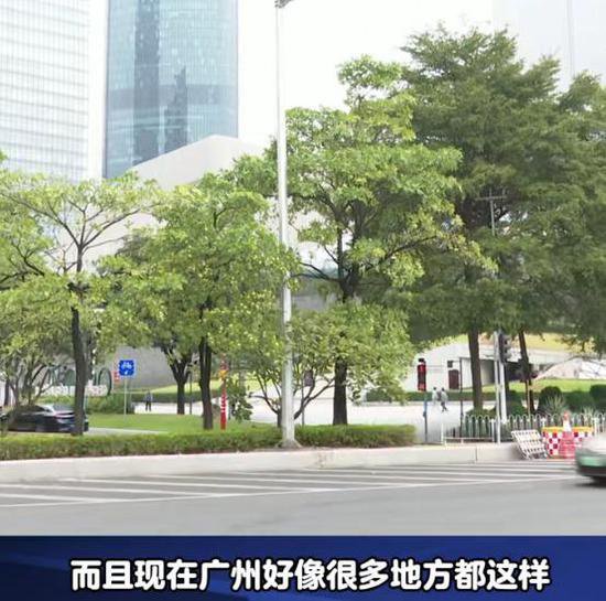 广州街头大批“臭树”集中开花，街坊吐槽气味难闻，专家给出...