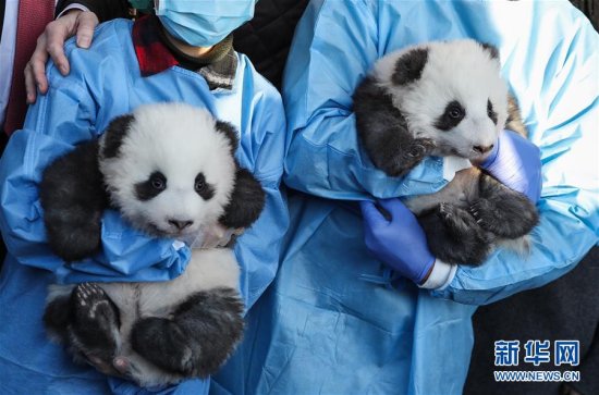 在德国出生的大熊猫双<em>胞胎取名</em>“梦想”“梦圆”