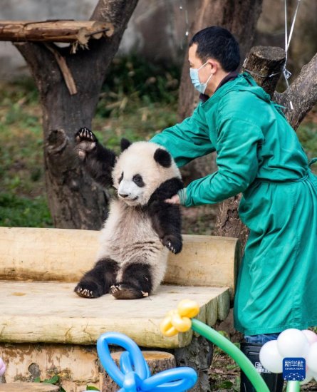 重庆动物园为两对大熊猫双胞胎宝宝举行命名活动
