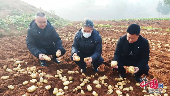 自贡贡井：马铃薯迎采收旺季 稳粮产业持续健康发展