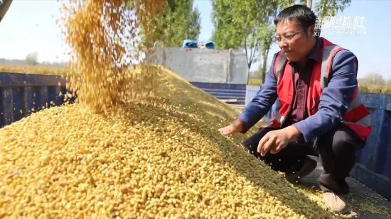 新华全媒+丨河南：大豆玉米复合种植实现“一季双收”