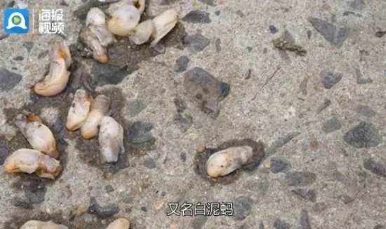正大举入侵青岛海域的“白泥蚂”是啥？<em>可以吃吗</em>？