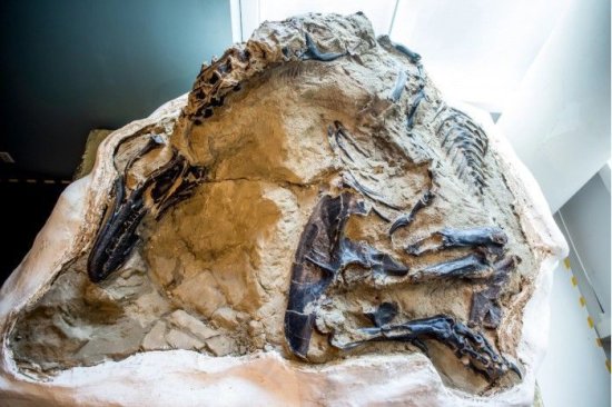 极为罕见：“决斗<em>恐龙</em>”化石将首次向公众展出