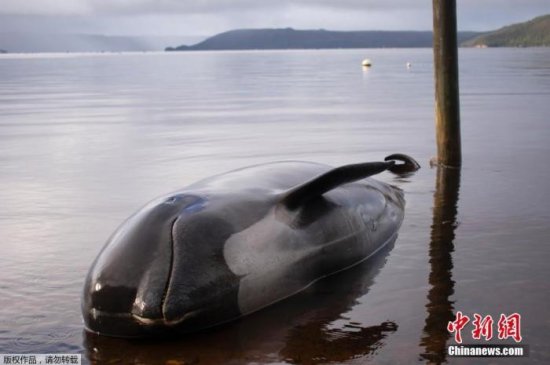 新西兰再现<em>鲸鱼</em>搁浅事件 近20头已死亡