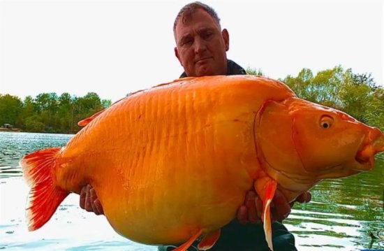 <em>世界上最大的</em>金鱼被钓上岸，体重、年龄让人吃惊