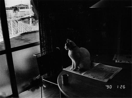 陪伴摄影大师荒木经惟22年<em> 日本最有名</em>的猫Chiro