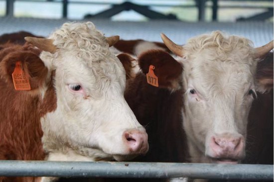 沿河：“动”字发力打造省级肉牛产业示范县