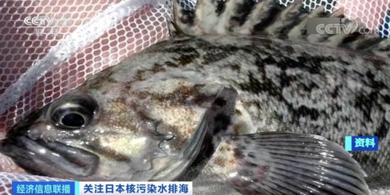 日本福岛近海捕获的这种海鱼，放射性物质<em>严重超标</em>！