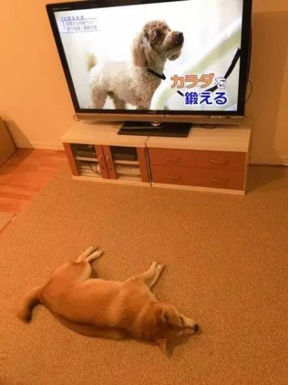日本网友告诉你<em>养</em>一<em>只</em>懒惰的<em>柴犬</em>是怎样的体验！