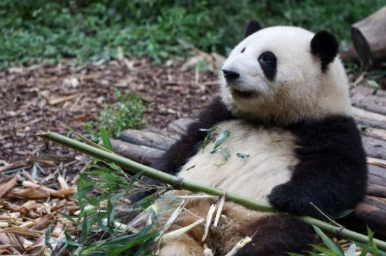 湖南、江西、湖北等地都曾发现大熊猫化石 在<em>古代</em>大熊猫叫什么？