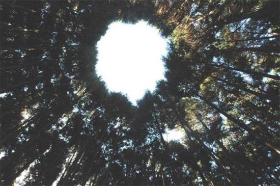 日本出现了树林版<em>麦田怪圈</em>，竟是一个跨越50年的科学实验