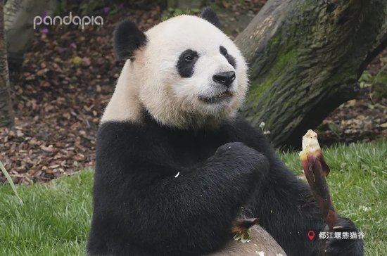 大熊猫国家公园设立满百日之际，回望大熊猫保护百年之路