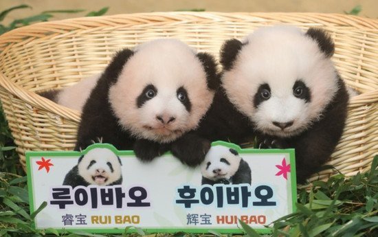 <em>名字</em>公布了！韩国诞生的大熊猫<em>双胞胎</em> 取名“睿宝”和“辉宝”