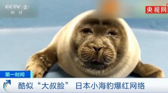 日本小海豹酷似大叔脸爆红 还有哪些长着“人脸”的动物