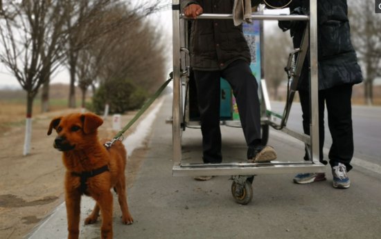 河南小伙徒步游全国，2个月小狗拉车252天，看它成啥样？