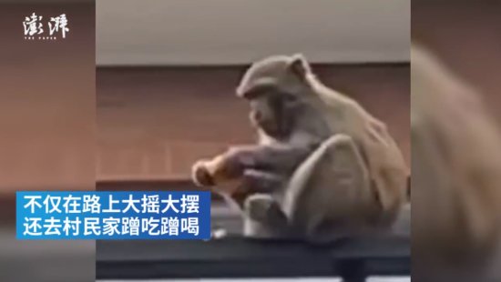 杭州西湖区一群<em>猴子进</em>居民家“蹭吃蹭喝”，警方将麻醉抓捕