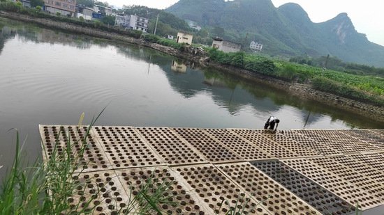 马山县人大助推渔稻共生试点项目落地