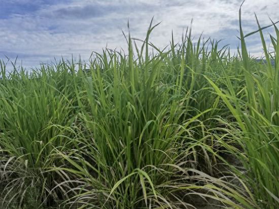 <em>杂交水稻</em>50周年 全球最大野生稻种质圃即将开圃